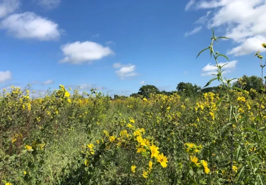 Columbia, MO Roadside Pollinator Project