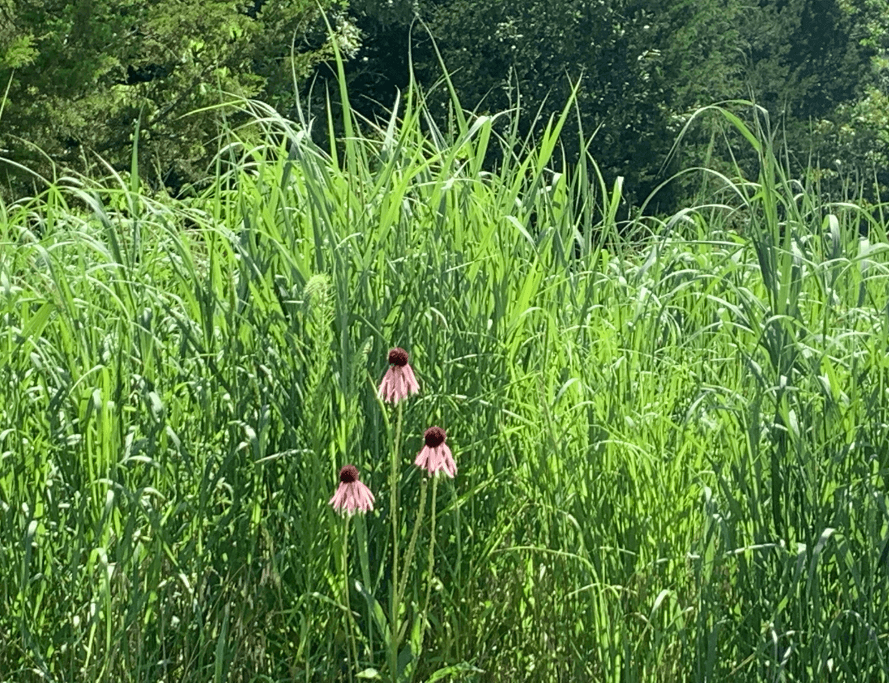 Screening DJM (1) (1)