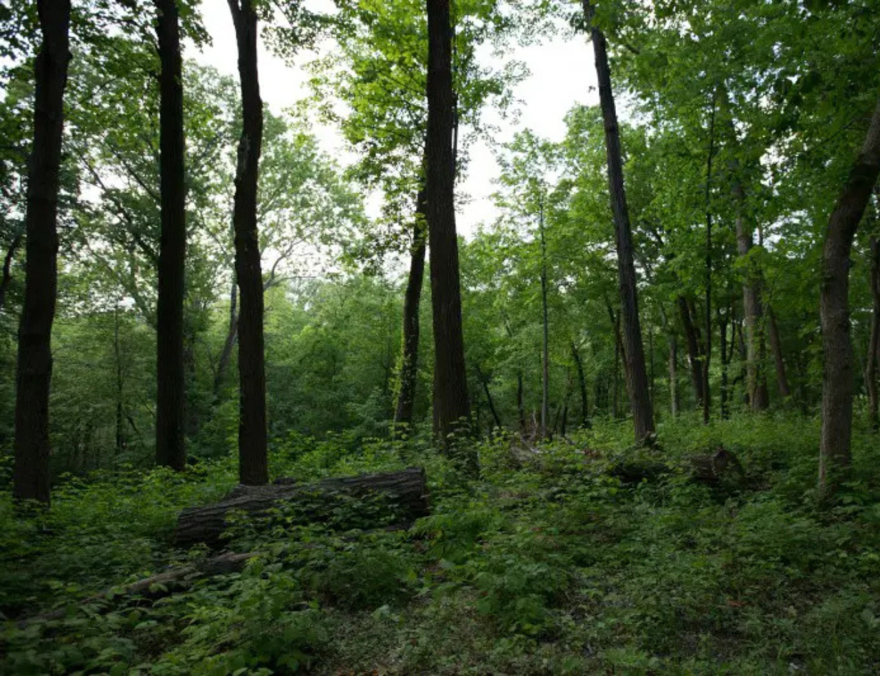 Timber Stand Improvement (TSI)