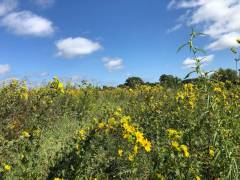 Roadside Pollinator Project